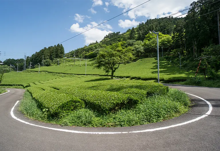 Tsuno Town Tea Farm